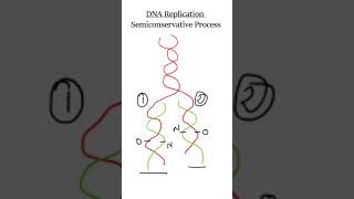 DNA replication  Viva Voce biochemistry [upl. by Airamak]