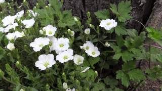 Arenaria montana  BergSandkraut Mountain Sandwort [upl. by Teeter12]