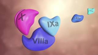 Coagulation Cascade Animation  Physiology of Hemostasis [upl. by Burley]