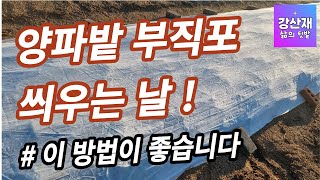 텃밭 양파 부직포 씌우기 좋은 날 택일하는 요령입니다 [upl. by Umberto]