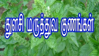 Benefits of Basil Leaves in Tamil  Thulasi Payangal  Tulasi Medicinal Uses in Tamil [upl. by Laniger]