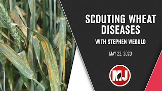 Scouting Wheat Diseases  Stephen Wegulo  May 22 2020 [upl. by Siletotsira]