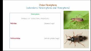 Order Hemiptera [upl. by Sirdi]