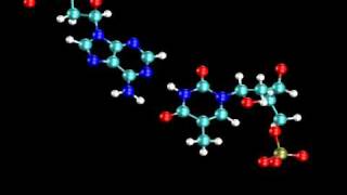 Struktura DNA [upl. by Acinomed]