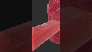 Muscle stem cells  Satellite cells heal muscle fibers [upl. by Kruse414]