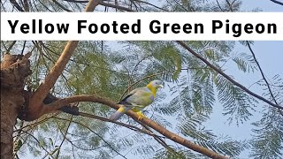 Yellow Footed Green PigeonTreron phoenicopterusহাইঠা চৰাইDove Bird [upl. by Margaux]