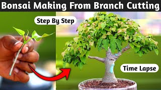 Five tips for starting into bonsai [upl. by Junna]