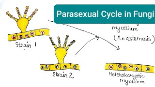 Parasexuality in Fungi  Parasexual Cycle in Fungi [upl. by Aneetsyrk823]