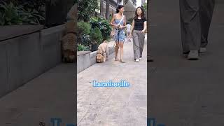 Labradoodle cute longear insight shortvideo [upl. by Mushro686]