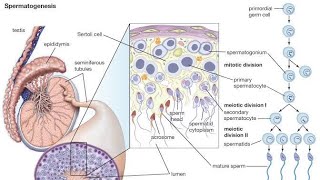 Spermatogenesis  General Embryology  NDVSU  1st Year ANATOMY Lecture [upl. by Bobby924]