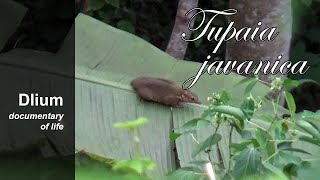 Horsfields treeshrew Tupaia javanica  part 1 [upl. by Caffrey21]