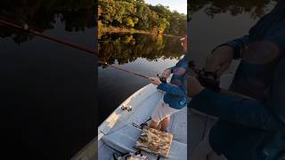 Pickerel on the whopper plopper fishing topwater fish whopperplopper shorts trending yt [upl. by Ardisi]