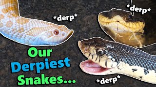 Hognose Snake Feeding and Fun Facts [upl. by Friend]