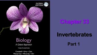 Bio2 Chapter 33  invertebrates  poriefera cnidarians   Campbell [upl. by Ahseikan982]