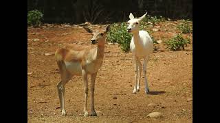 Leucism is a genetic condition that causes a partial loss of pigmentation in animals [upl. by Melisandra8]