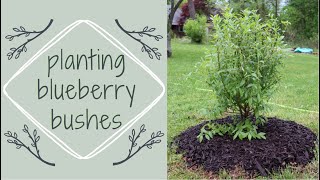 PLANTING A BLUEBERRY BUSH  how to plant blueberry bushes  Two Minute Tuesday [upl. by Jardena]