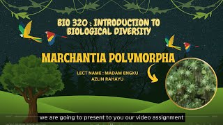 VIDEO PRESENTATION BIO320 GROUP 5  MARCHANTIA POLYMORPHA [upl. by Haven]