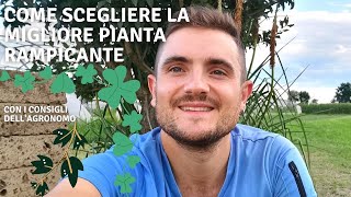 COME SCEGLIERE LA MIGLIORE PIANTA RAMPICANTE [upl. by Tikna]