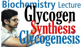 Glycogen synthesis  glycogen metabolism lecture 1 [upl. by Dnomayd956]