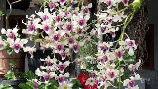 Fantastic Floriferous dendrobium orchid  Dendrobium Burana with massive blooms [upl. by Nikola]