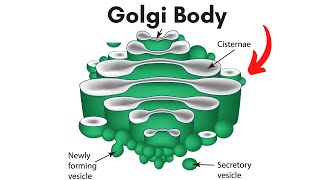 Golgi body Location and Function [upl. by Hoshi]