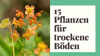 15 Pflanzen für trockene Böden und heiße Sommer [upl. by Akzseinga856]