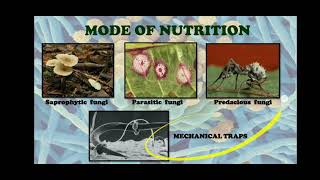 Nutrition in Fungi [upl. by Maye]