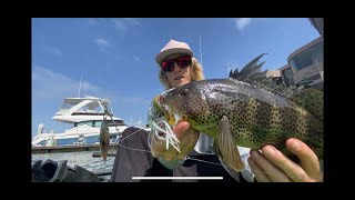 Alamitos bay spotted bass fishing May 22 [upl. by Vance]