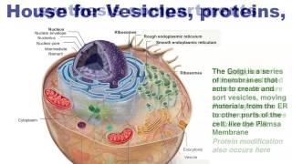 Human Anatomy and Physiology Organelles [upl. by Aserret]