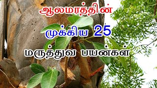 ஆலமரத்தின் முக்கிய 25 மருத்துவ பயன்கள்  Alamaram Usage In Tamil [upl. by Nairdad]