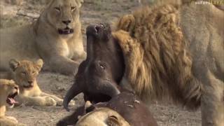 Lioness brutally takes down young buffalo [upl. by Khalsa]