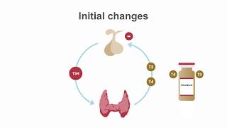 How amiodarone affects thyroid function [upl. by Llywellyn]