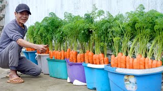 How To Grow Carrots At Home Very Simple Every Season Has Clean Carrots To Eat [upl. by Sylas738]