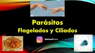 PROTOZOOS 🦠 FLAGELADOS y CILIADOS ✅ PARASITOLOGIA [upl. by Evania]