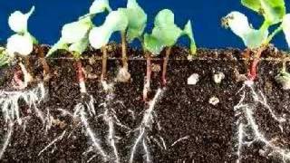 Time lapse radish seeds sprouting top and roots growing [upl. by Clintock]