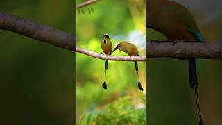 Bellos Guardabarrancos Turquoise browed motmot eumomota superciliosabirds [upl. by Olav]