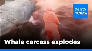 Graphic video Dead sperm whale explodes as biologist cuts open carcass  euronews 🇬🇧 [upl. by Osterhus]