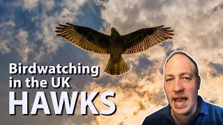 Birdwatching in the UK Hawks  All native species and tips on how to spot them in the wild [upl. by Jd]