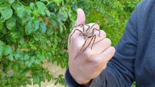 Rain Spider Palystes sp harmless [upl. by Cleavland]