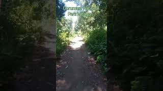 🐘🐘Gorumara National Park Lataguri 🐘🐘 Elephant Crossing zone 🐘🐘 shorts gorumaranationalpark [upl. by Elades]