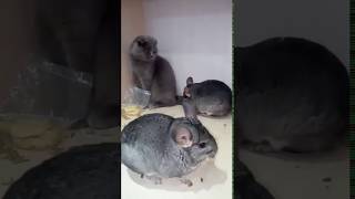 Chinchilla fighting with cats [upl. by Gorey]