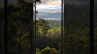 Boranup Forest Viewpoint  Western Australia australia westernaustralia viewpoint forest shorts [upl. by Yrakaz]