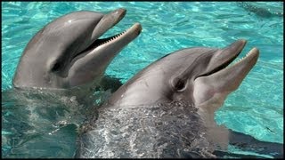 Dolphins Playing Tursiops truncatus [upl. by Dlanor]