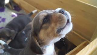 CUTE 3 weeks old BEAGLE PUPPIES HOWLING [upl. by Archie]