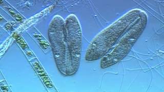 Paramecium conjugation [upl. by Ttocserp182]