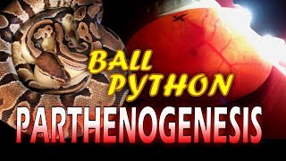 Ball Python Parthenogenesis Part 1 quotVirgin Birthquot [upl. by Nylesoy]