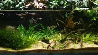 Splash tetras Copella arnoldi and bronze corys Corydoras aeneus in 150l riparium [upl. by Dowlen]