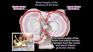 Blood Supply Of The Structures Of The Knee  Everything You Need To Know  Dr Nabil Ebraheim [upl. by Anahgem]