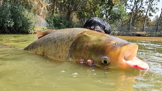 Worlds Best Cast Net Fishing In Pond fish bigfish fishing [upl. by Margo948]