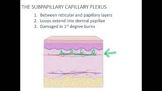 Innervation and Vascularization of Skin 24 [upl. by Aihsilat606]